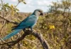 Como o programa de reprodução em cativeiro trabalha para reintroduzir a ararinha azul na caatinga da Bahia brasileira