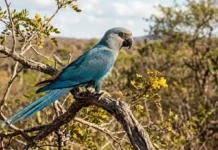 Como o programa de reprodução em cativeiro trabalha para reintroduzir a ararinha azul na caatinga da Bahia brasileira