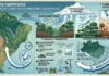 O papel das florestas na regulação climática global depende da interação entre a biodiversidade da Amazônia e massas de ar polar