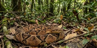 Mistérios da surucucu de fogo revelam como a biodiversidade amazônica utiliza a mímica acústica para a sobrevivência das espécies