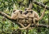 Sociedade pacífica do muriqui do norte revela como o comportamento cooperativo e abraços garantem a preservação do maior primata das Américas