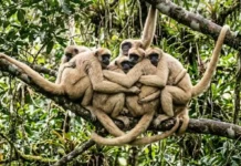 Sociedade pacífica do muriqui do norte revela como o comportamento cooperativo e abraços garantem a preservação do maior primata das Américas