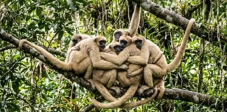 Sociedade pacífica do muriqui do norte revela como o comportamento cooperativo e abraços garantem a preservação do maior primata das Américas