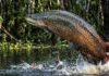 Resistência das escamas do pirarucu revela como a bioengenharia natural protege o gigante amazônico contra ataques de piranhas