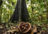 Concentração de selênio na castanha do pará revela como o superalimento da Amazônia garante a saúde do organismo e a preservação florestal