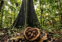 Concentração de selênio na castanha do pará revela como o superalimento da Amazônia garante a saúde do organismo e a preservação florestal