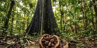 Concentração de selênio na castanha do pará revela como o superalimento da Amazônia garante a saúde do organismo e a preservação florestal
