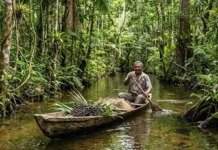 Sustentabilidade nas reservas extrativistas do Pará revela como o modelo de floresta em pé garante a sobrevivência de comunidades tradicionais