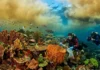 Descoberta dos recifes de coral na foz do Amazonas revela como a vida marinha prospera sob a pluma lamacenta do maior rio do mundo
