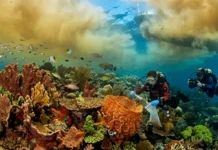Descoberta dos recifes de coral na foz do Amazonas revela como a vida marinha prospera sob a pluma lamacenta do maior rio do mundo