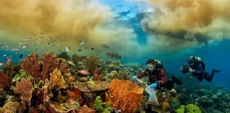 Descoberta dos recifes de coral na foz do Amazonas revela como a vida marinha prospera sob a pluma lamacenta do maior rio do mundo