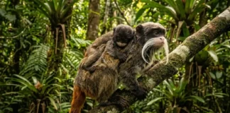 Estratégia social do sagui de bigode imperador revela como a cooperação coletiva garante a sobrevivência de primatas na densa floresta amazônica