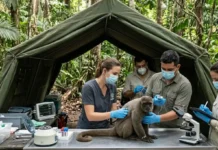 A ciência por trás do resgate de animais silvestres revela como a translocação garante a sobrevivência da fauna amazônica em áreas de soltura