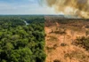 Amazônia sob pressão e o risco iminente do ponto de não retorno revelam como a floresta tropical pode se transformar em savana