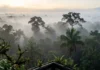 Influência do clima polar na floresta amazônica revela como as massas de ar extremas impactam a biodiversidade sensível do bioma tropical