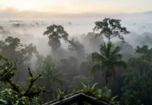Influência do clima polar na floresta amazônica revela como as massas de ar extremas impactam a biodiversidade sensível do bioma tropical