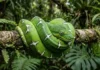 Como a cobra-papagaio utiliza sua camuflagem cromática e biologia evolutiva para dominar o dossel da Floresta Amazônica