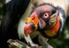 Como o urubu-rei utiliza sua hierarquia social e biologia especializada para dominar a necrofagia na densa Floresta Amazônica