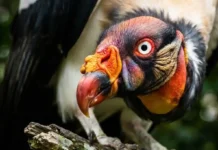 Como o urubu-rei utiliza sua hierarquia social e biologia especializada para dominar a necrofagia na densa Floresta Amazônica