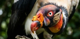 Como o urubu-rei utiliza sua hierarquia social e biologia especializada para dominar a necrofagia na densa Floresta Amazônica
