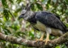 Como o dimorfismo sexual da harpia fêmea define estratégias de caça e a sobrevivência da espécie na Amazônia