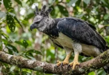 Como o dimorfismo sexual da harpia fêmea define estratégias de caça e a sobrevivência da espécie na Amazônia