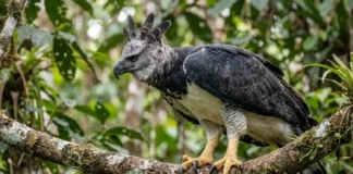 Como o dimorfismo sexual da harpia fêmea define estratégias de caça e a sobrevivência da espécie na Amazônia