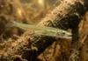 Como o candiru utiliza sua anatomia de vampiro e espinhos em forma de âncora para parasitar peixes na Bacia Amazônica