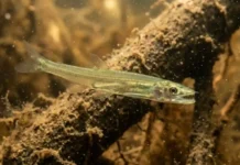 Como o candiru utiliza sua anatomia de vampiro e espinhos em forma de âncora para parasitar peixes na Bacia Amazônica