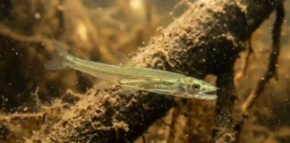 Como o candiru utiliza sua anatomia de vampiro e espinhos em forma de âncora para parasitar peixes na Bacia Amazônica