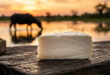 Como o Arquipélago do Marajó une turismo rural sustentável, búfalos e a valorização do queijo artesanal na foz do Rio Amazonas
