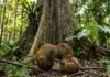 Como a cutia utiliza sua dentição especializada para garantir a reprodução da castanheira-do-pará na Floresta Amazônica