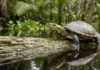 Como a biologia defensiva do tracajá e a tradição das comunidades ribeirinhas moldam a conservação dos quelônios na Amazônia