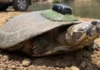 Monitoramento por GPS revoluciona o estudo da fauna selvagem na Amazônia sem interferência direta