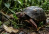 O resgate da jabuti-piranga evidencia a luta contra o tráfico de animais silvestres e a urgência da conservação ambiental
