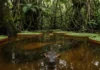 O fascinante metabolismo da sucuri-verde e como o gigante dos rios garante o equilíbrio ecológico da biodiversidade na Amazônia