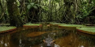 O fascinante metabolismo da sucuri-verde e como o gigante dos rios garante o equilíbrio ecológico da biodiversidade na Amazônia
