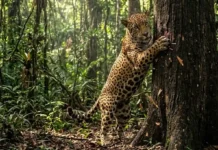 O comportamento territorial da onça-pintada e a importância vital dos felinos predadores para a sustentabilidade da biodiversidade na Amazônia