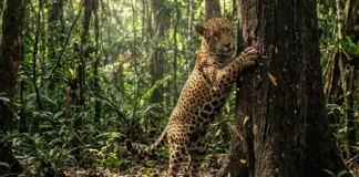 O comportamento territorial da onça-pintada e a importância vital dos felinos predadores para a sustentabilidade da biodiversidade na Amazônia
