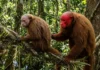 A face escarlate do uacari-vermelho e como a seleção sexual garante a saúde genética da biodiversidade primata na Amazônia