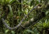 As habilidades arborícolas da caninana e como este réptil esguio regula as populações de aves na biodiversidade da Amazônia