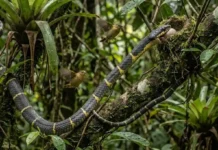 As habilidades arborícolas da caninana e como este réptil esguio regula as populações de aves na biodiversidade da Amazônia