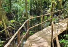 As águas secretas de Benevides e Santa Bárbara o futuro da sustentabilidade na grande Belém