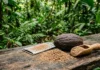 Como o Puxuri da Amazônia Une Gastronomia Sustentável e a Preservação das Florestas Tropicais pelas Comunidades Ribeirinhas do Brasil