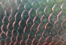 Como a Engenharia Biomimética Utiliza as Escamas do Pirarucu para Criar Materiais de Proteção e Armaduras Flexíveis de Alta Resistência