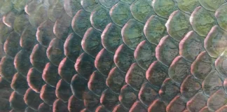 Como a Engenharia Biomimética Utiliza as Escamas do Pirarucu para Criar Materiais de Proteção e Armaduras Flexíveis de Alta Resistência