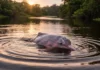 Como os Dialetos Acústicos dos Botos da Amazônia Revelam a Complexa Estrutura Social e Evolutiva nos Rios do Brasil