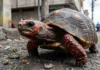 O resgate da tartaruga de patas rojas e o impacto silencioso do tráfico de fauna silvestre na biodiversidade da América Latina