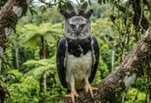 Como a caça estratégica do gavião-real protege a biodiversidade e mantém o equilíbrio ambiental na floresta Amazônica