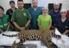 Como funciona a complexa logística de transporte aéreo e reabilitação médica para salvar a onça-pintada resgatada na Amazônia